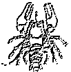rak